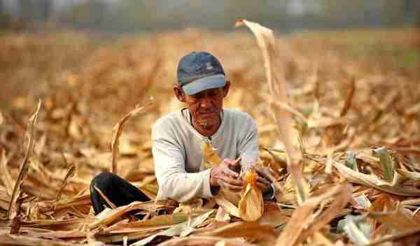 玉米价格大跌，还有涨价的希望吗？2023年3月31日玉米行情