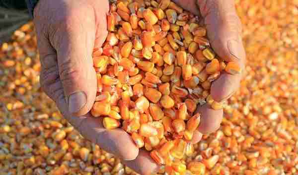 玉米价格大跌，还有涨价的希望吗？2023年3月31日玉米行情