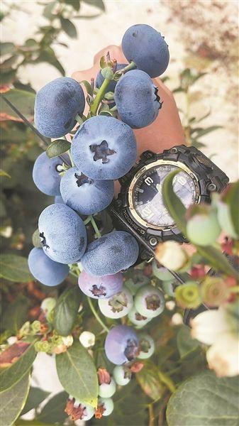 果径可超26毫米！早熟又个大的国产蓝莓品种来了